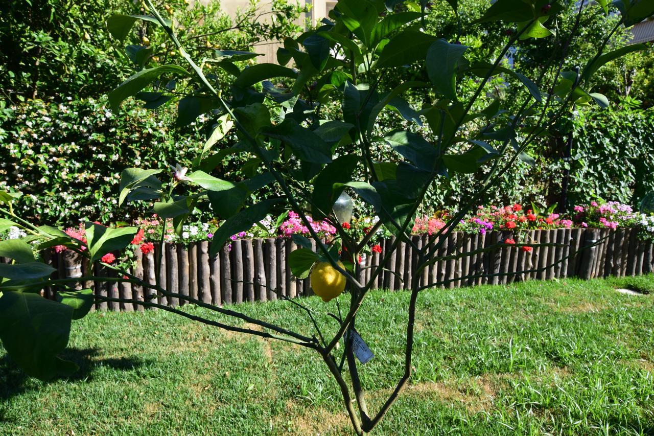 Giardino Sorrentino Sorrent